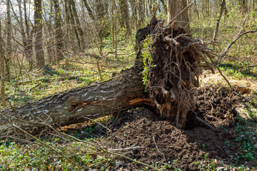 Uprooted Tree in Forest After Strong Wind