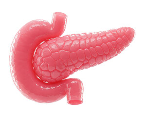 Human Pancreas 3d Rendered illustration