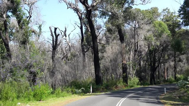 Winding road through Boranup Forest, Western Australia, with towering Karri trees, slow motion