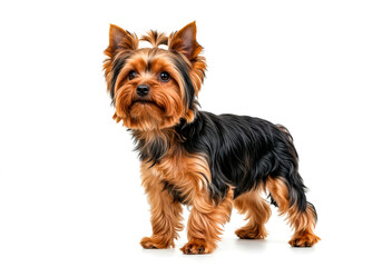 Full body portraits of different dog breeds on white background