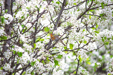 Robin (Erithacus rubecula) perched on a white flowered tree branch. A robin on spring migration. Bird, animal idea concept. Nature. Wildlife. Noisy, grainy. 