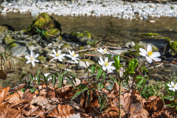 anémone des bois en fleurs