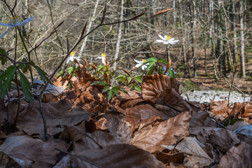 anémone des bois en fleurs