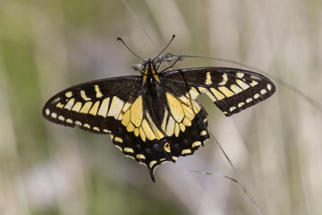 Anise Swallowtail butterfly with a broken wing. Henry W. Coe State Park, , Santa Clara County, California.