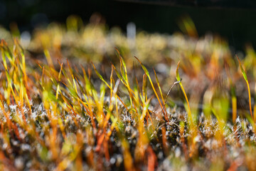 Plante croissant sur les pierres. Des lichens.