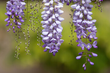 Wisteria Floribunda 'Violacea Plena' climbing vine in bloom.
