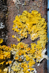 Plante croissant sur  le fer.  Des lichens.