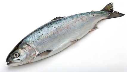 Fototapeta premium Fresh fish on a white background with a focus on seafood, raw, and healthy options like trout, salmon, and herring.