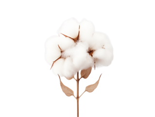 A single cotton flower with a brown stem and leaves isolated against a space around it on transparent background