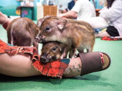 Osaka : Mini Pig Caf&eacute; 1