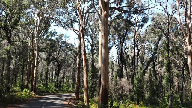 Winding road through Boranup Forest, Western Australia, with towering Karri trees, slow motion
