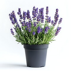 Purple Lavender in Pot: A close-up captures a thriving lavender plant in a dark gray pot, showcasing the vibrant purple flowers and the lush green foliage, perfect for botanical and floral designs.