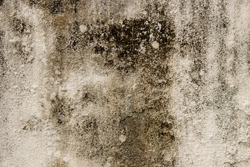 black mold on white wall as background.