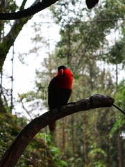 beautiful parrot standing on a tree branch