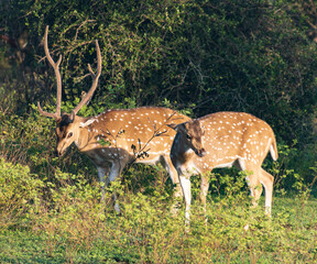 spotted deer in the forest in nature.