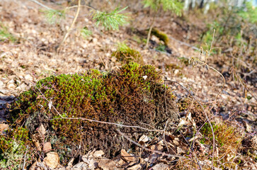 Colorful moss and lichen thriving on forest floor in springtime morning light. Macro shot from above, vibrant ecosystem in focus, full of texture and organic life.