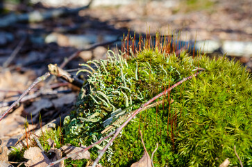 Colorful moss and lichen thriving on forest floor in springtime morning light. Macro shot from above, vibrant ecosystem in focus, full of texture and organic life.