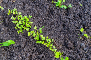 Young seedling sprouts close-up growing in the soil
