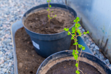 Larch seedling growing in a pot, close-up
