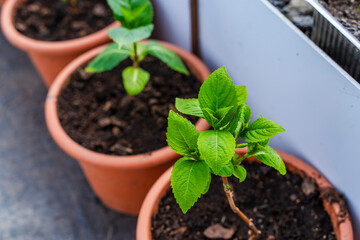Hydrangea seedlings growing in pots, close-up