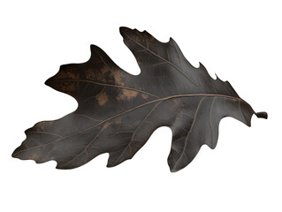 Fototapeta premium Single dark brown autumn leaf gently rests against white background showcasing intricate veining detail.. AI Generated