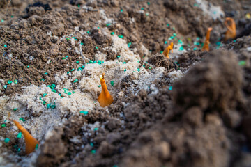 Onion seeds planted in garden soil with pest control additive and sand, close-up. Pest control preparation