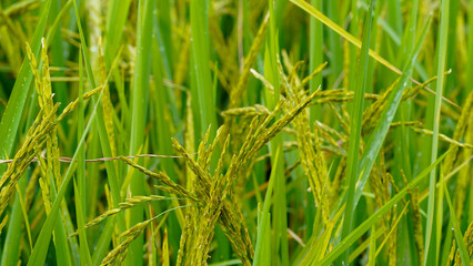 Rice field. Close-up view of rice grains in a green rice field with blue sky and bright sunlight.