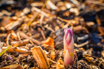 The first asparagus sprouts in the garden in spring, close-up, sunny day