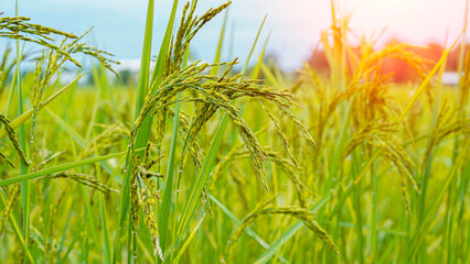 Rice field. Close-up view of rice grains in a green rice field with blue sky and bright sunlight.