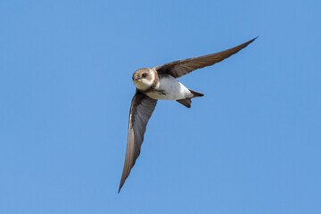 sand martin in flight