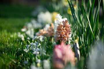 colorful, fragrant hyacinths in the garden, spring flowers