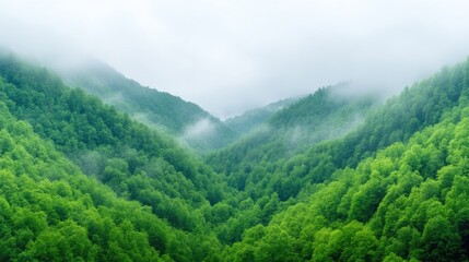 Fototapeta premium Lush green mountains shrouded in mist are the images focus. The composition showcases a valley between two slopes, densely covered in trees. The high-quality image uses soft, natural lighting, creati