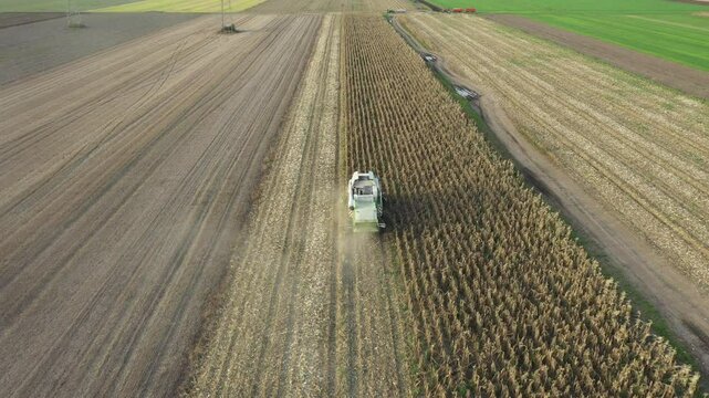 Above view, dolly move follow and overfly harvester as cutting and harvesting mature undeveloped corn on farm fields, cornfield has low yield of stunted plants consequence by drought.