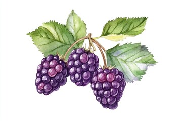A watercolor painting showing some blackberries with leaves and stem