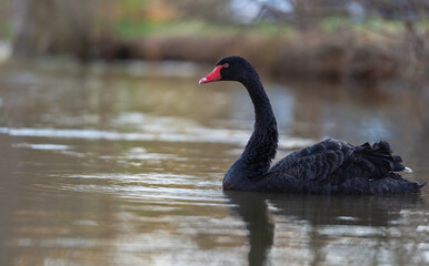 Black swan