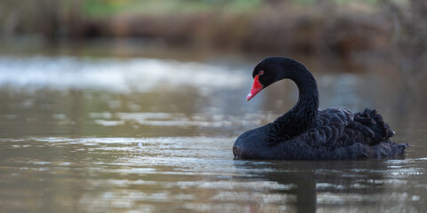 Black swan