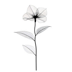 Elegant grayscale flower delicately rendered showing translucent petals and leaves. AI Generated