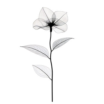 Elegant grayscale flower delicately rendered showing translucent petals and leaves. AI Generated