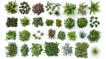 A collection of realistic, high-quality plant images for landscape design, arranged in an overhead view with a white background. The plants include various types and sizes of greenery, such as grasses