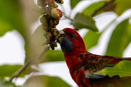 Handsome crimson rosella relaxing or feeding on magnolia fruit at our garden 
