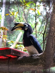Beautiful Oriental Banded Hornbill eating papaya at the zoo