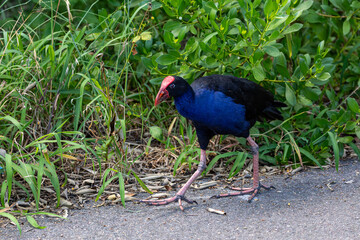 On a sunny summer morning, adult Australasian swamphen in hunt for breakfast at the wetland. Its large feet are suited to walking around the uneven terrain. Uncropped image