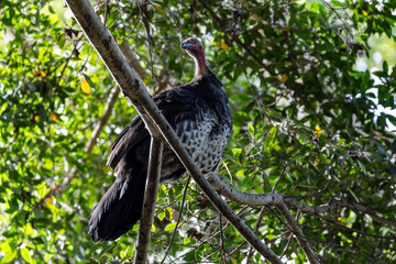 Adult Australian Brush Turkey perched on high branch on tree. It can fly short distances 