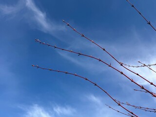 Architectural corpus shrub with red stems without foliage in spring
