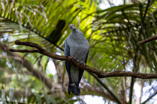 Pretty large fruit dove perched on branch and in contemplation