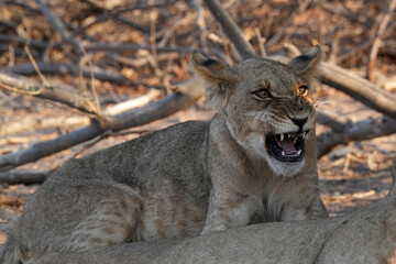 Löwen im Grenzgebiet von Namibia und Botswana im Chobe Revier