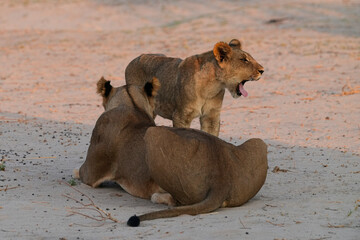 Löwen im Grenzgebiet von Namibia und Botswana im Chobe Revier