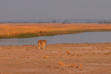 Löwen im Grenzgebiet von Namibia und Botswana im Chobe Revier