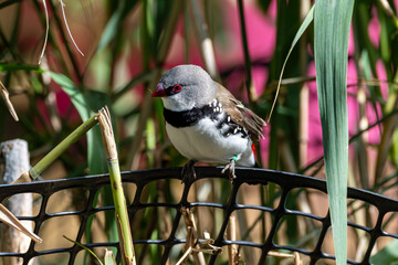Pretty adult diamond firetail finch perched and in contemplation