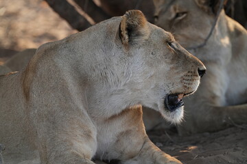 Löwen im Grenzgebiet von Namibia und Botswana im Chobe Revier